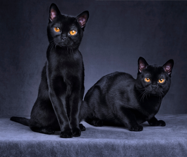 What does it mean to dream about black cats? 